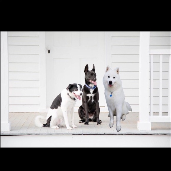 Donnarose - Five Star 🌟 Posh Ambassador - Picture 4 of 5